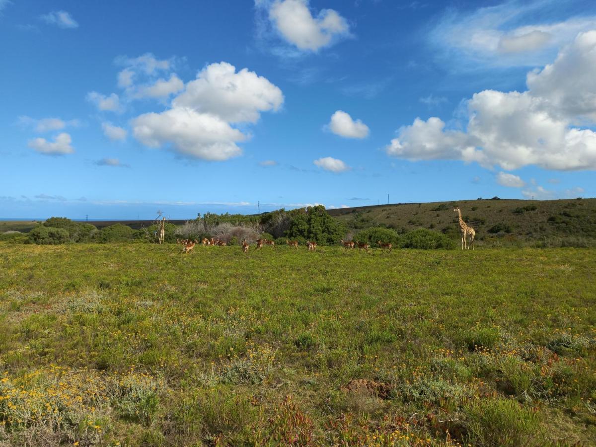 Fijnbosch Game Lodge Jeffreys Bay Kültér fotó