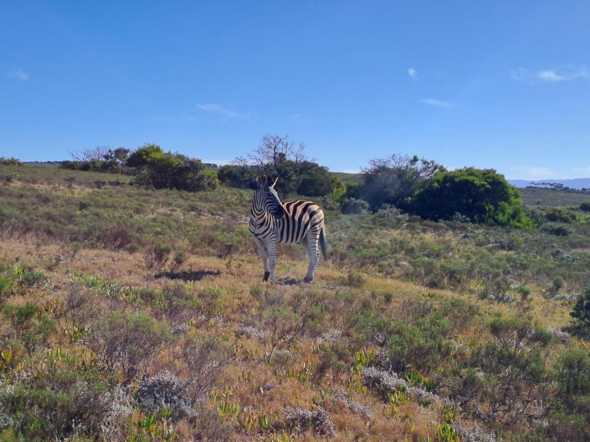 Fijnbosch Game Lodge Jeffreys Bay Kültér fotó